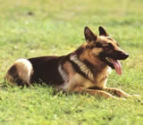 Adestramento de cães em Niterói
